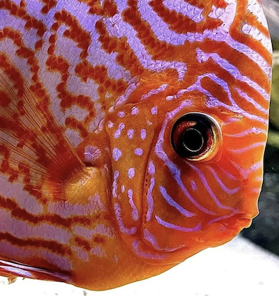 A gorgeous STENDKER discus kept by Ray Webber