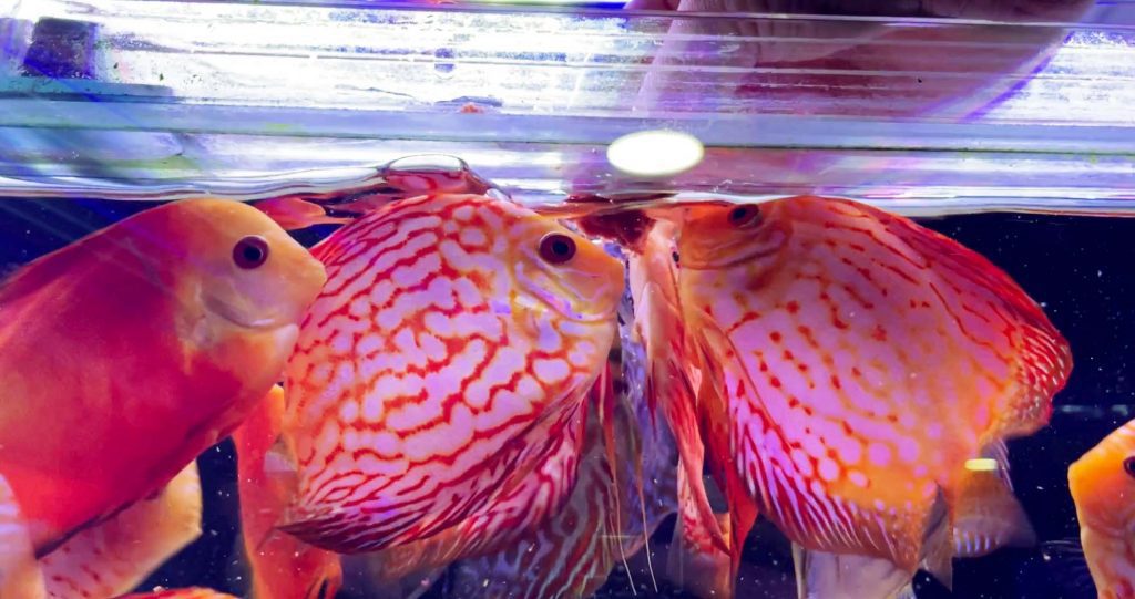 Discus being hand fed by our team