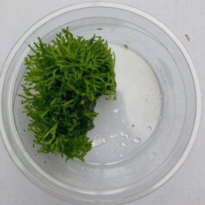 aquadip riccia aquarium moss in 80cc cup