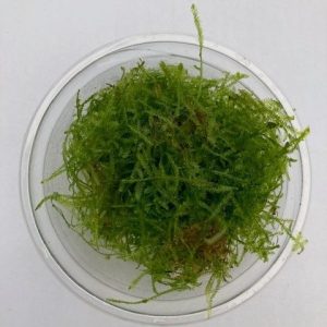 aquadip spiky moss aquarium plant for freshwater aquariums