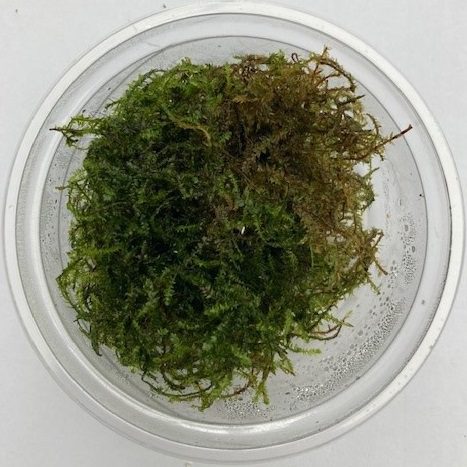 christmas moss aquarium plant for freshwater tanks