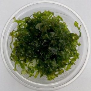 pelia moss aquarium plant