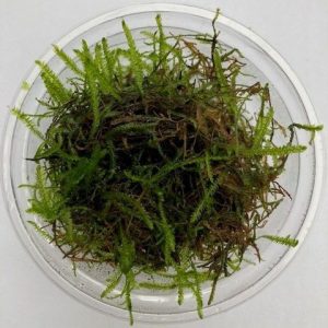 java moss aquarium plant for freshwater tanks