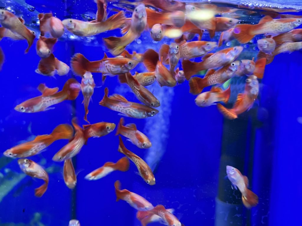 fire guppys in store