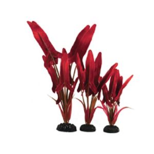 hugo red palaefolius silk plant