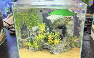 Ready Made Aquarium Kits