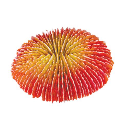 red funghi coral ornament