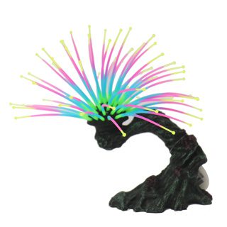 Firework Branch