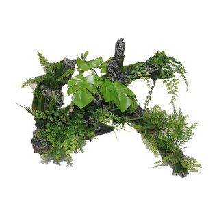 XL Root & Plants