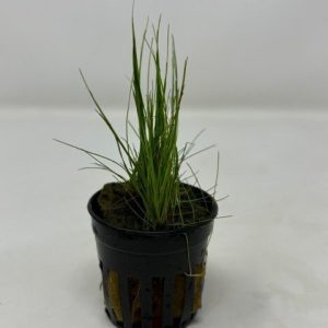 eleocharis parvula potted plant