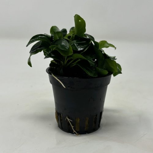 anubias bonzai potted aquarium plant