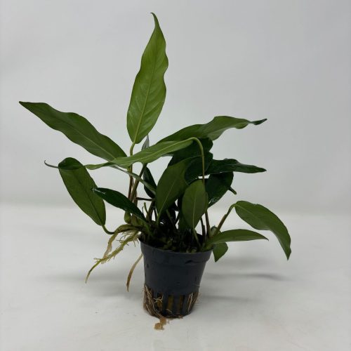 anubias minima potted aquarium plant