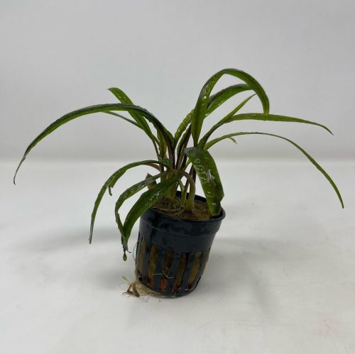 cryptocorne balansae potted aquarium plant