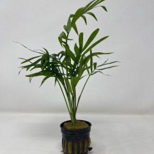 chamaedorea palm potted aquarium plant
