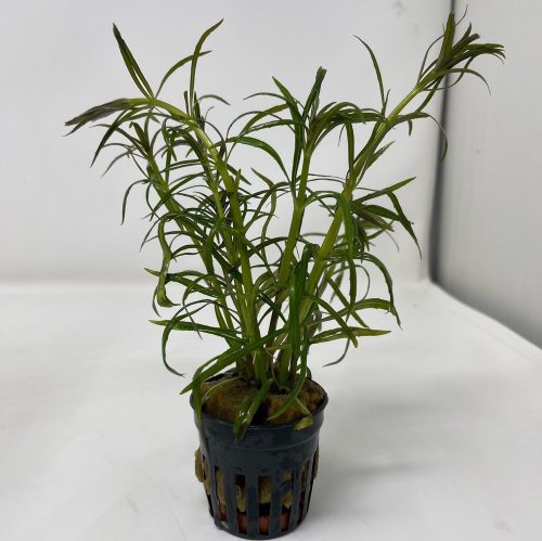 eusteralis stellata hefty potted aquarium plant