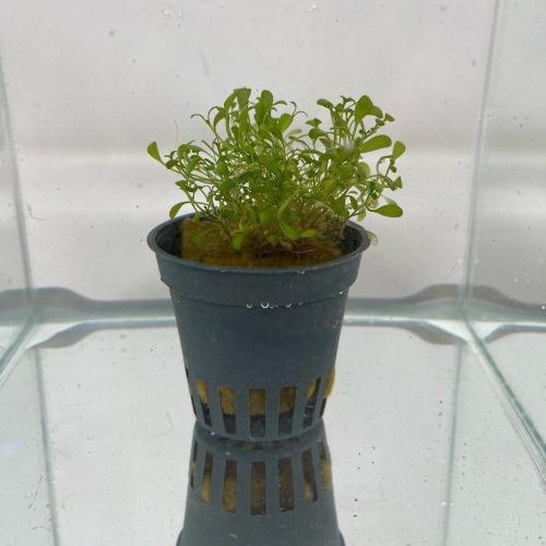 glossostigma elantinoides potted aquarium plant