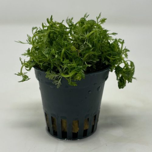 limnophila sessiliflora ambulia potted aquarium plant