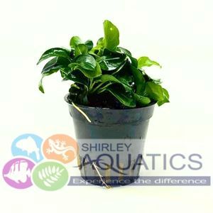 anubias bonzai potted aquarium plant