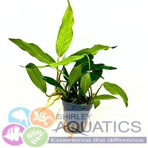 anubias minima potted aquarium plant
