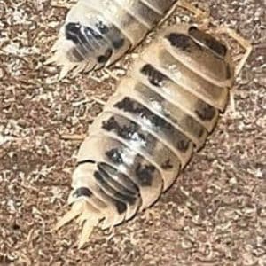 Dairy Cow Isopods