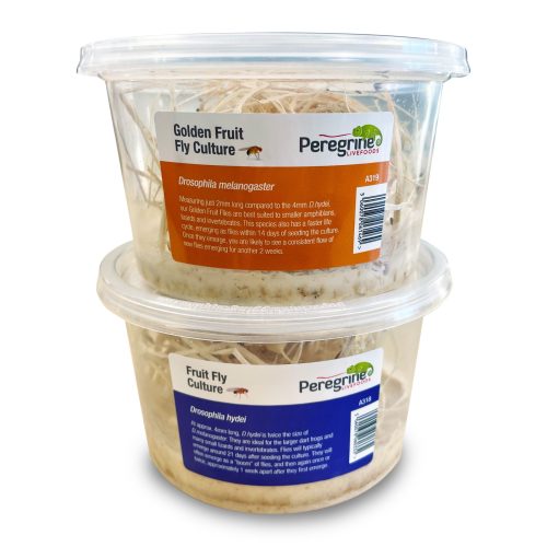 golden fruit fly culture live food for reptiles