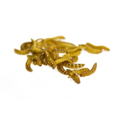 buffalo worms live reptile food