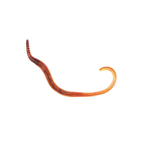 medium worms dendrobaena reptile live food