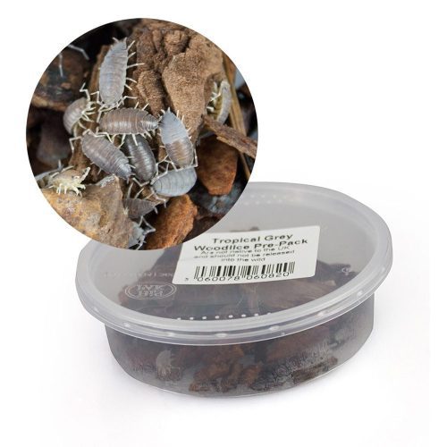 tropical grey woodlice reptile live food