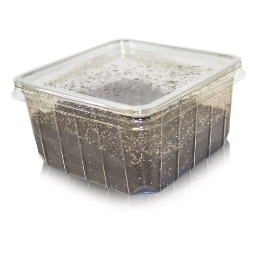 live springtail reptile food