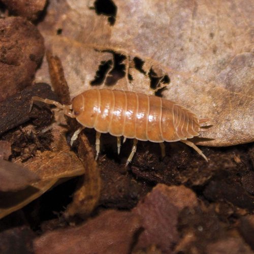 giant orange woodlice reptile live food