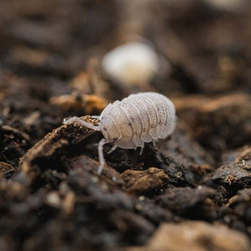Live Mini Speckled Woodlice Reptile Food
