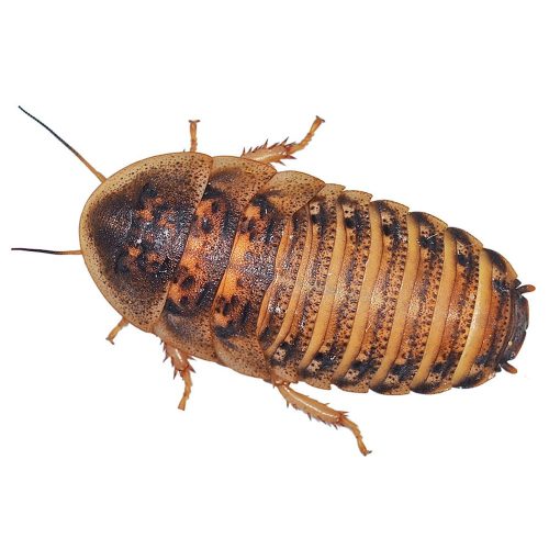dubia cockroaches reptile live food