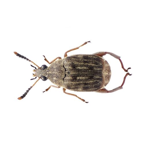 bean weevil culture live reptile food