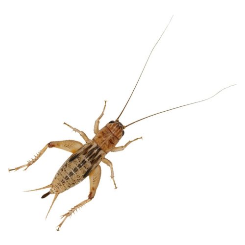 silent brown crickets reptile live food