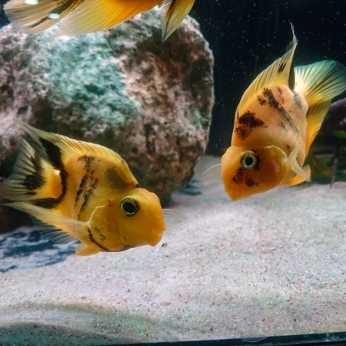 Yellow Tiger Parrot