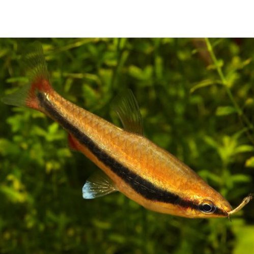 Beckford's Pencilfish