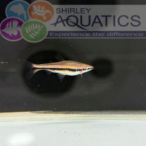 Beckford’s Pencilfish