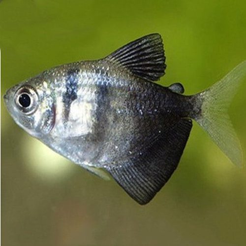 Black-Widow-Tetra