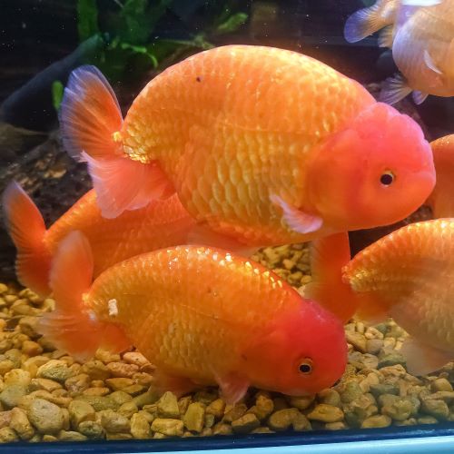 Buffalo Ranchu Fancy Goldfish