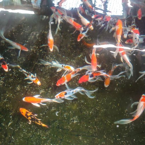 Butterfly Koi Carp