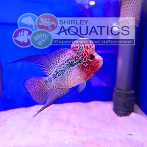 Classic Flowerhorn Cichlid XL