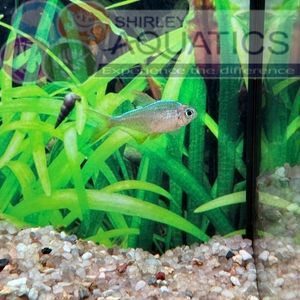 Colombian Tetra