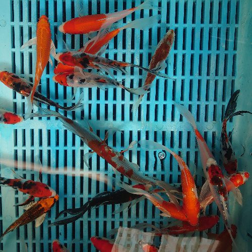 Butterfly Koi