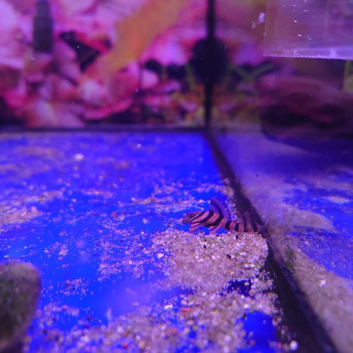 Alenquer Tiger Pleco L397