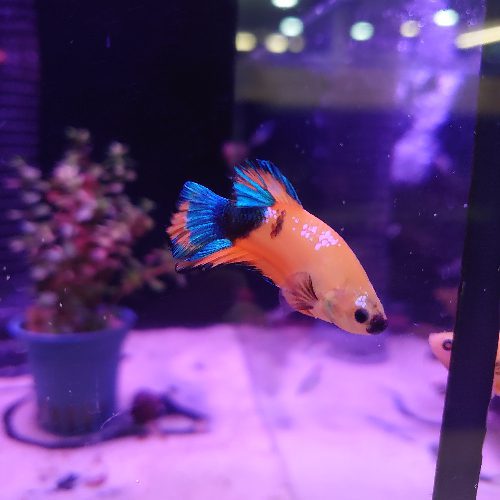 Yellow Blue Star Betta Male