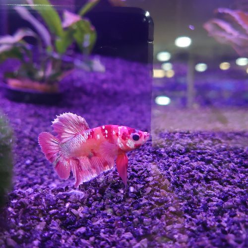 Copper Nemo Betta Male
