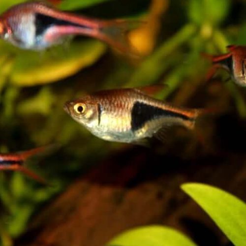 Harlequin Rasbora