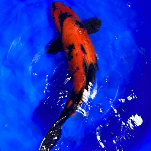 Hi Utsuri Koi