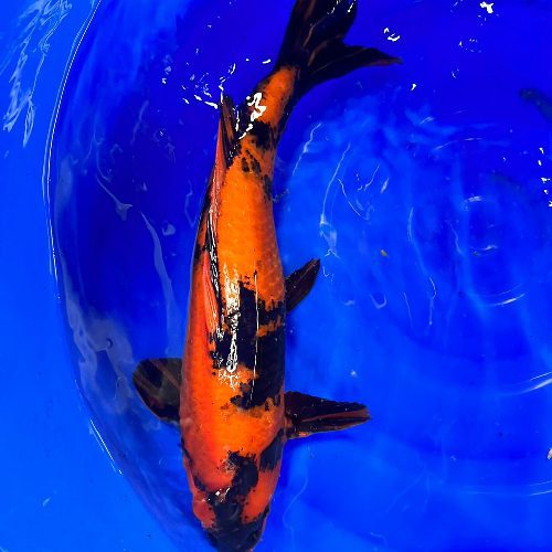 Hi Utsuri Koi