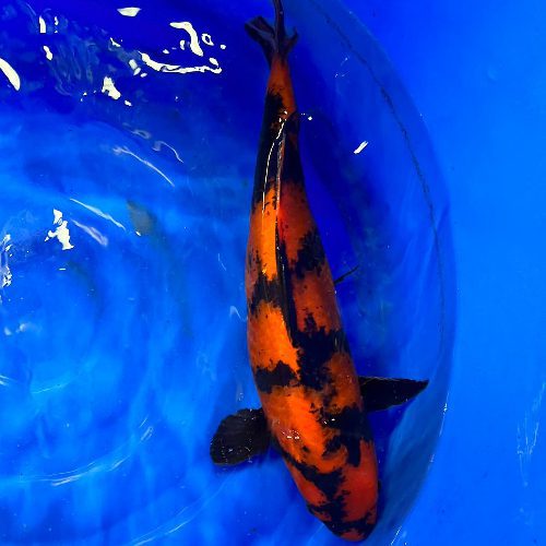 Hi Utsuri Koi